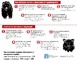 Как избежать встреч с медведем на турмаршрутах