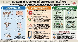 Заразный узелковый дерматит у коров
