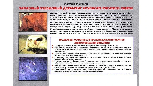 Заразный узелковый дерматит у коров